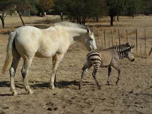pferd300.JPG (16605 Byte)