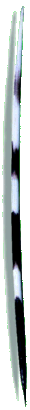 stachel3-1.gif (5318 Byte)