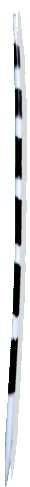 stachel5.gif (4951 Byte)